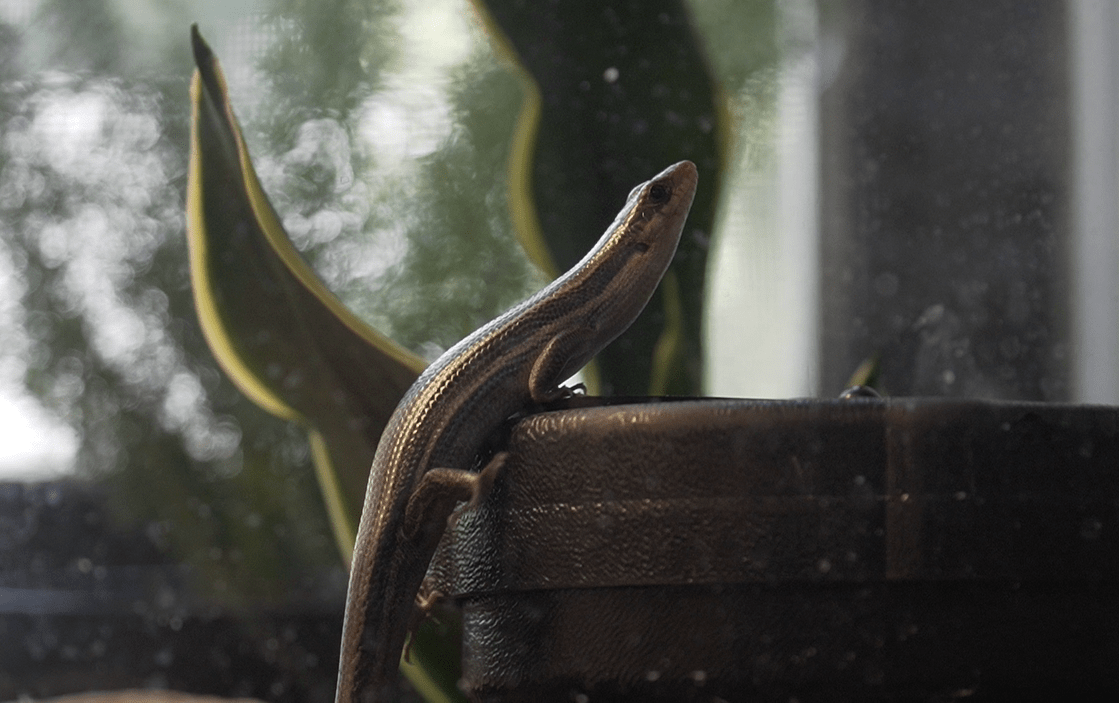 automatic lizard feeder