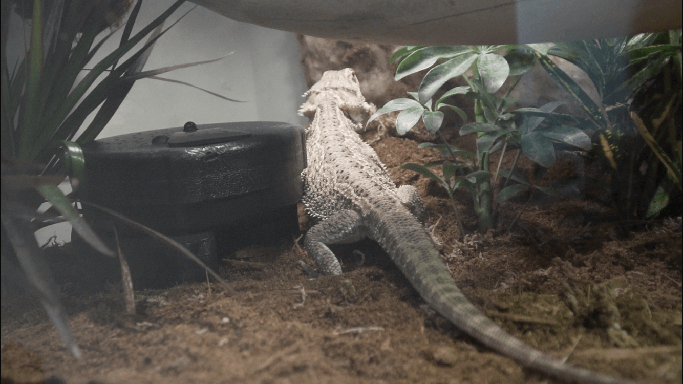 automatic lizard feeder