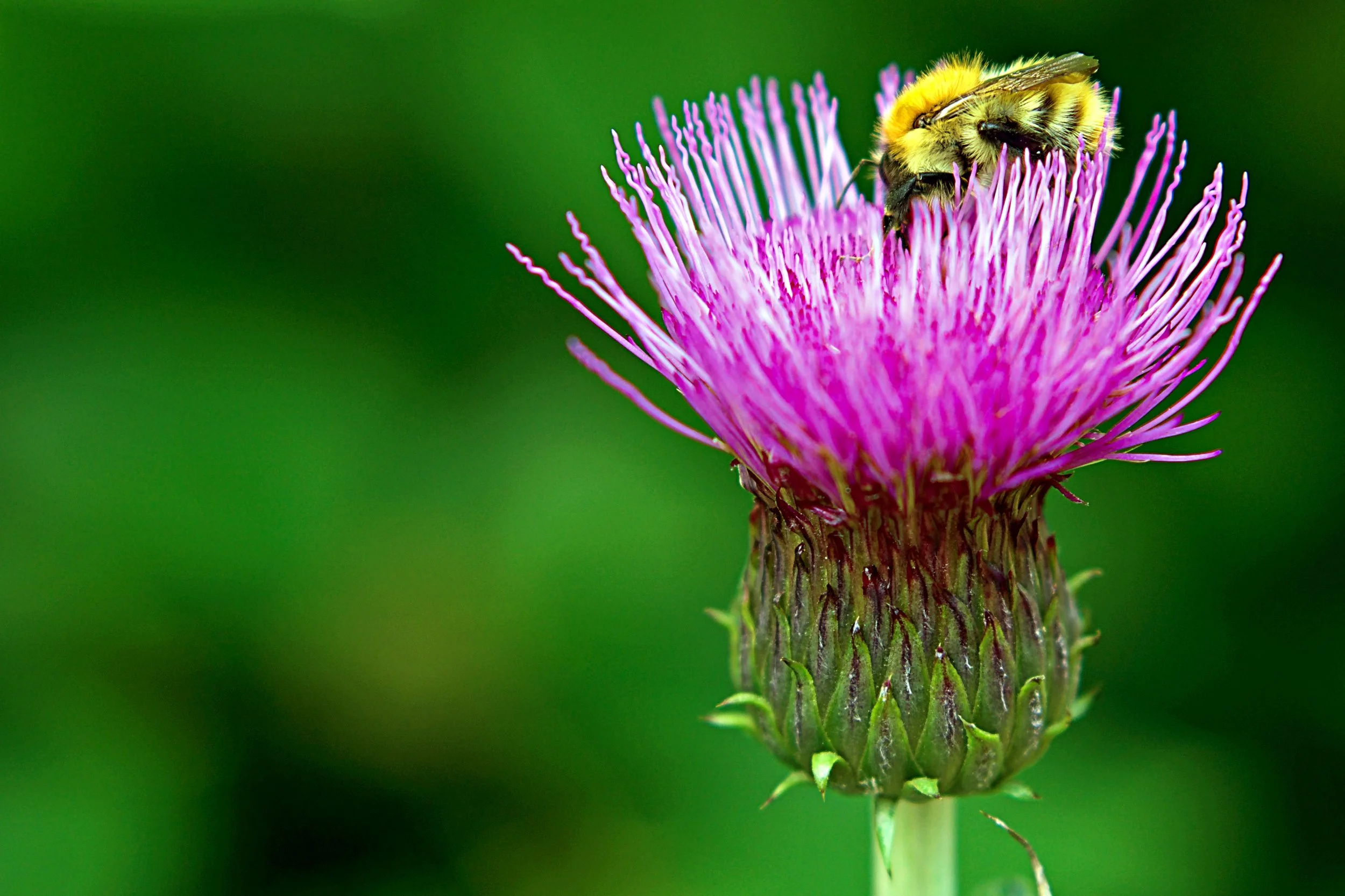 thistle1.jpg