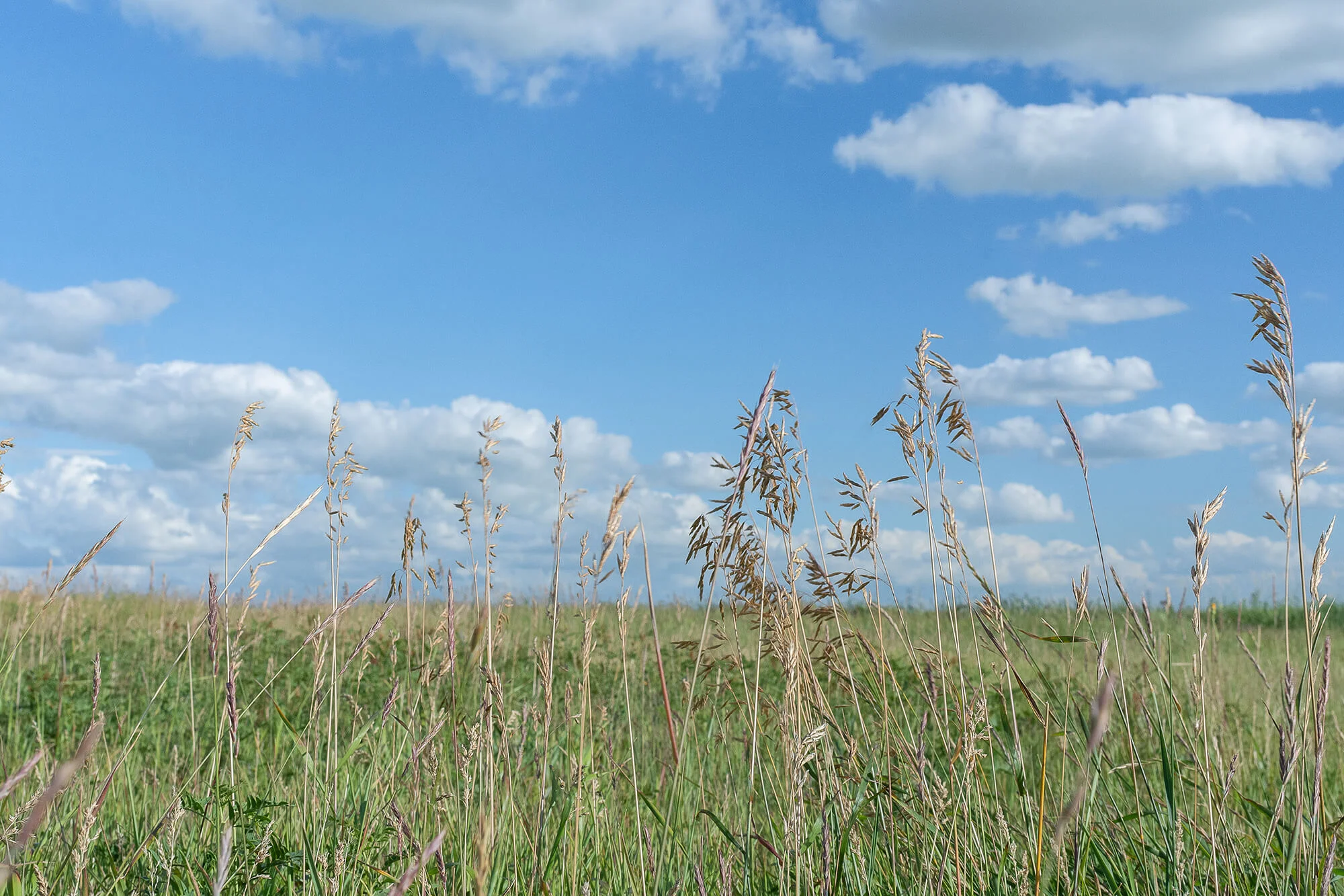 Critical illness stress management