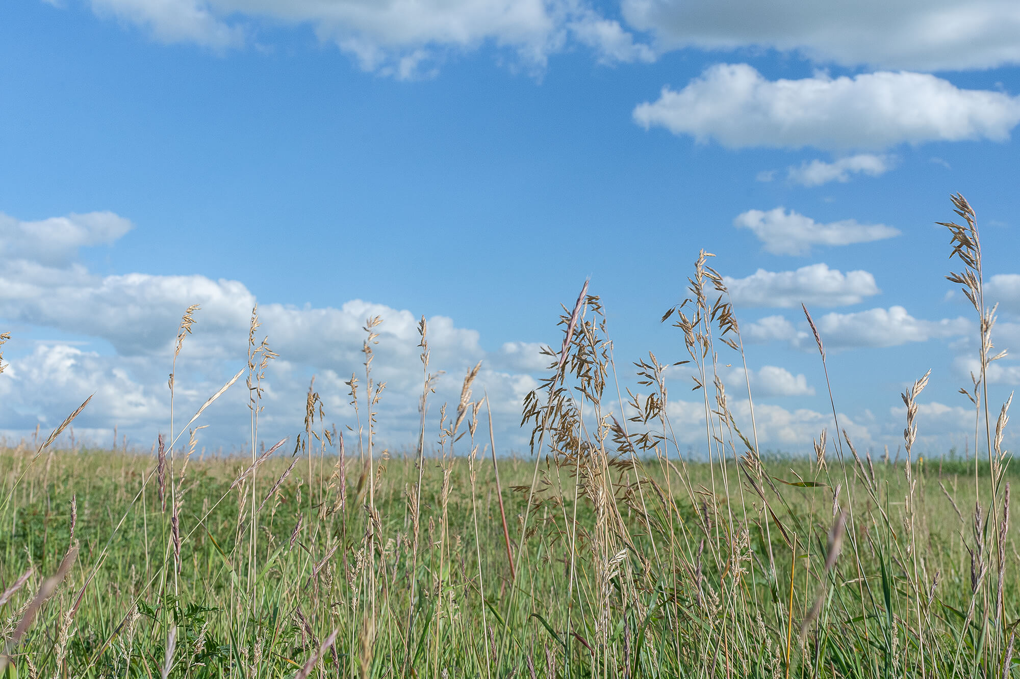 McDougall-McKell Conservation-Grass and Sky-7730.jpg