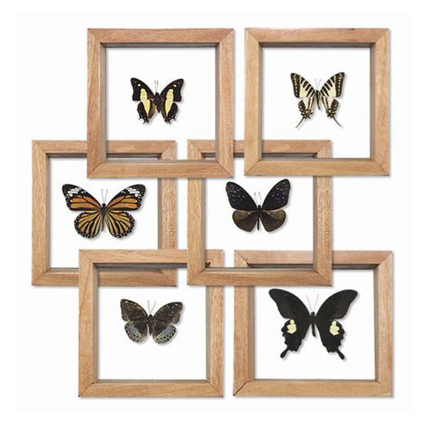 World_Buyers_Single_Butterfly_Double_Glass_600_1024x1024.jpg