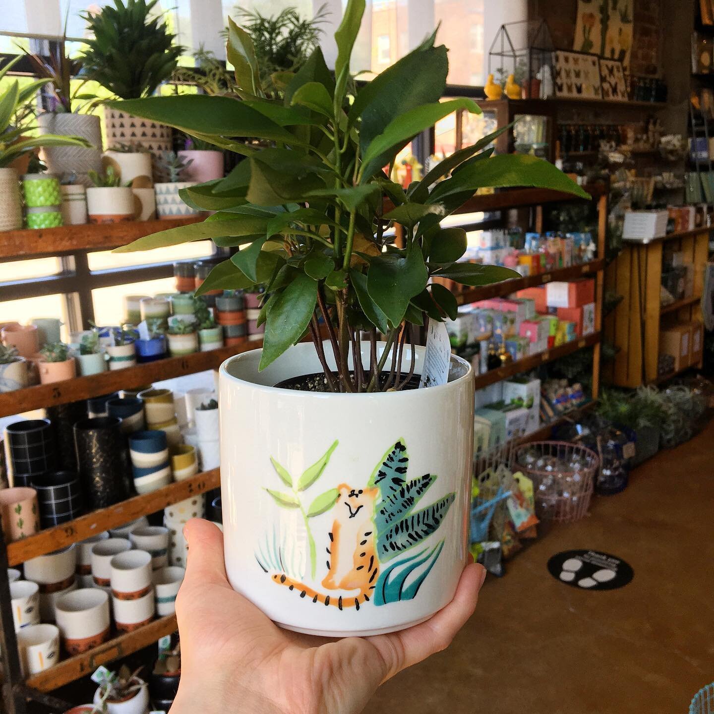 We have so many cute pots in the shop right now 🪴 Open till 7 today! #nestdetroit #plants #pots #decor