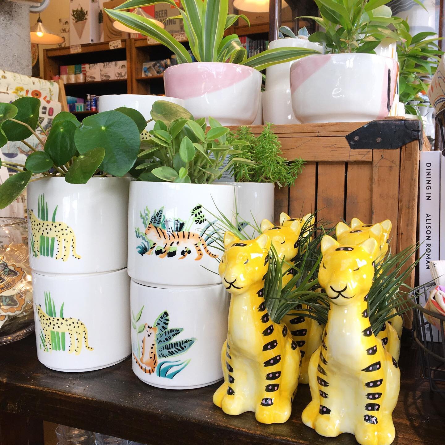 The sweetest little cheetahs and tigers for your plants! 🐆🪴 #nestdetroit #plants #airplants #pots