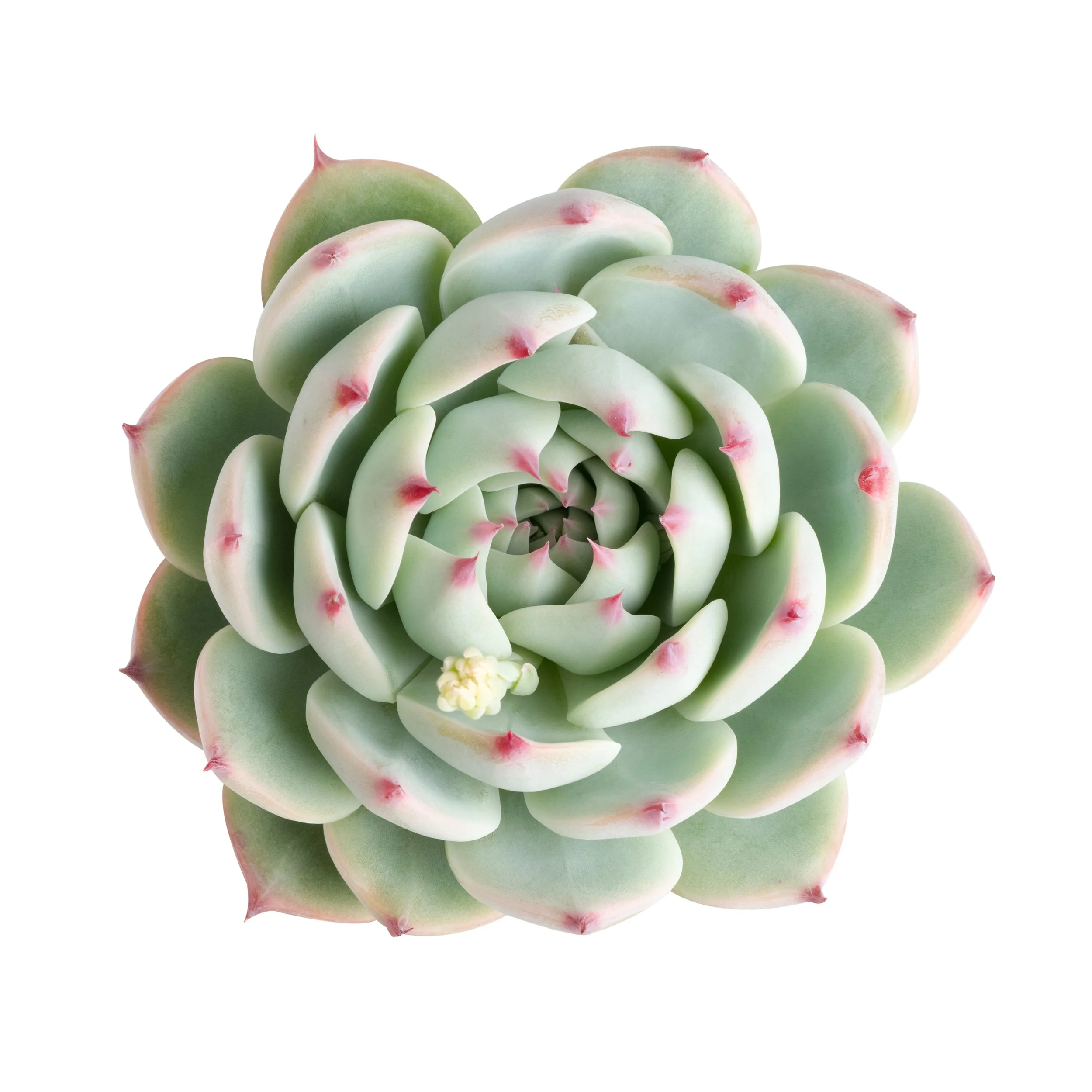 large tall planter pots Logis Planter - Terra Rosa