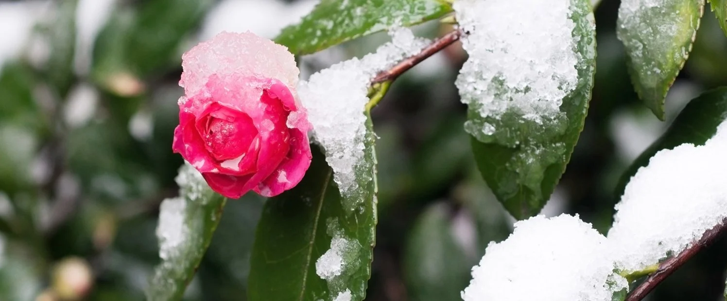 Camellias warm the chill.