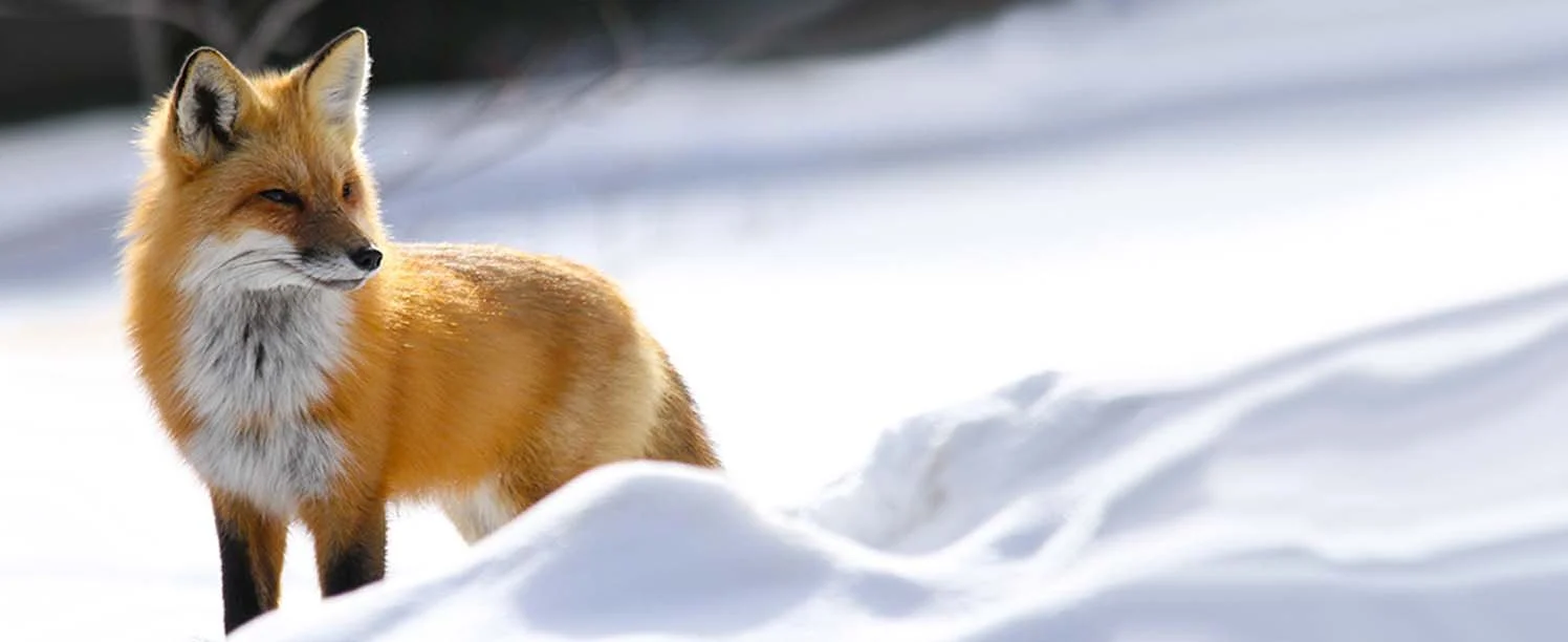 Red fox looking grand.