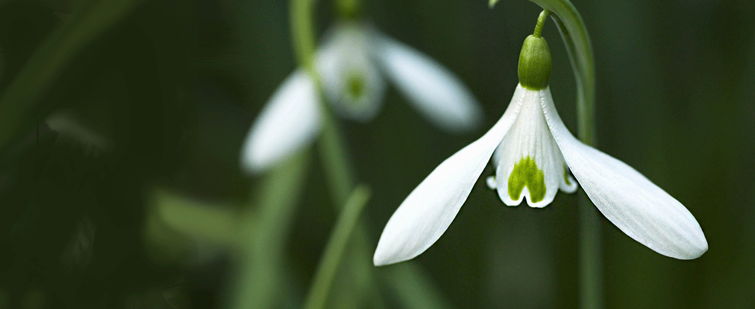 Beautiful snowdrops.