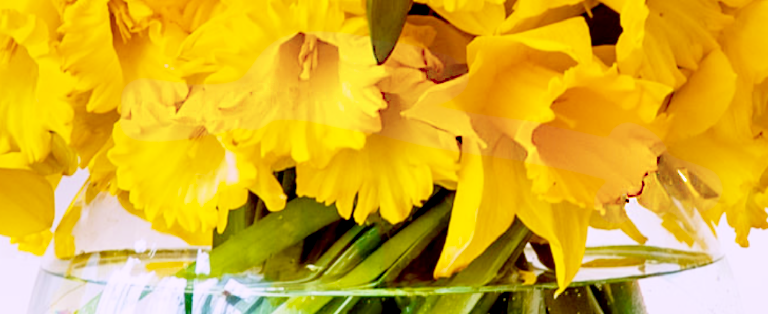 daffs.png