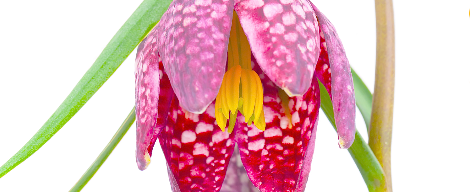 fritillaria.png
