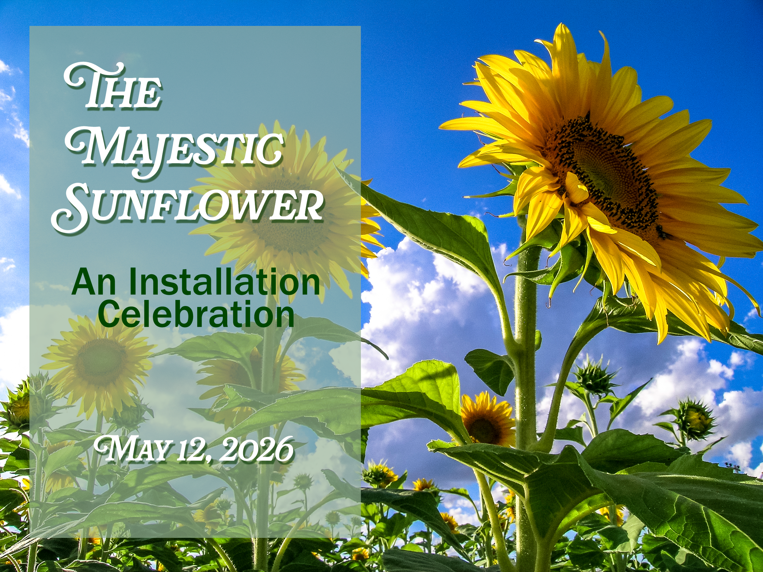 Sunflower-Title-050426.png