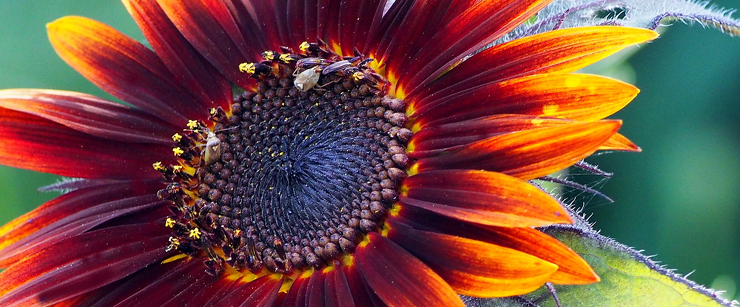 redSunflower.png