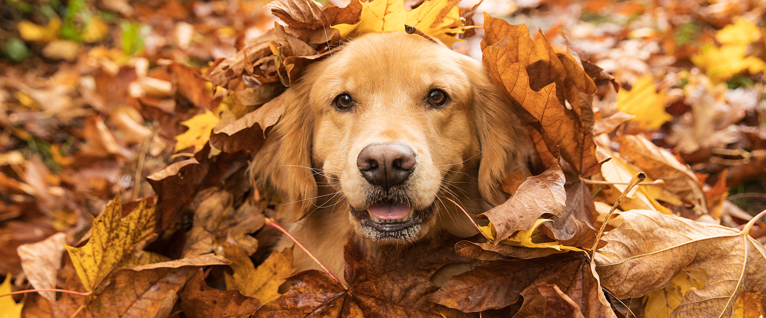 doginleaves.png