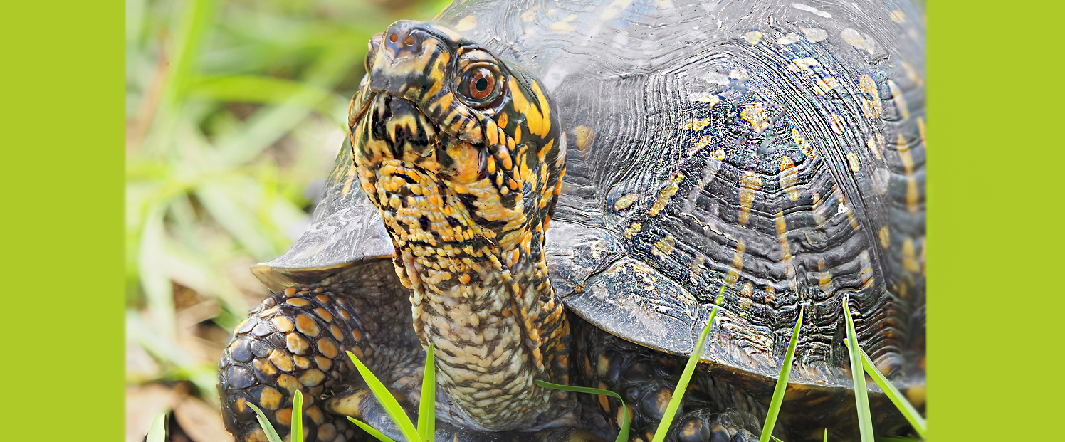 box-turtle.png