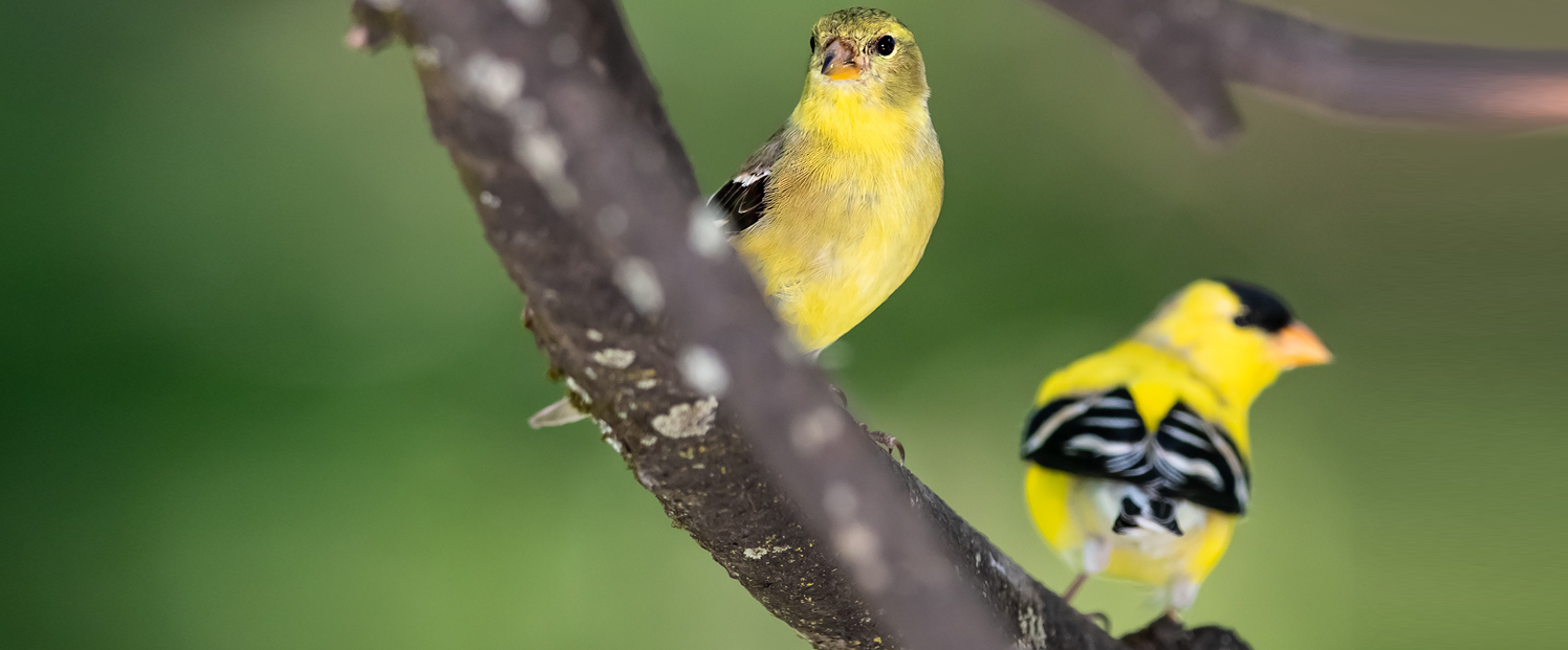 goldfinch-pair.png