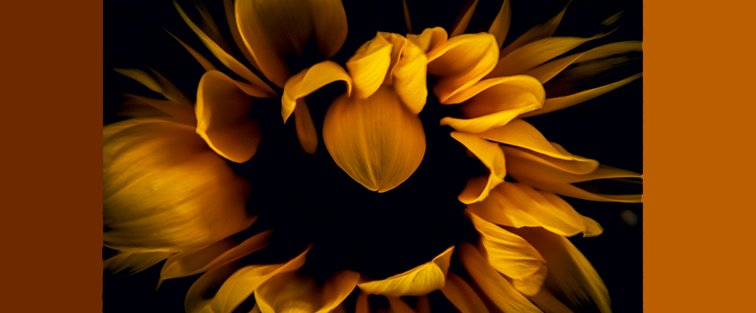 yellowSunflower.png
