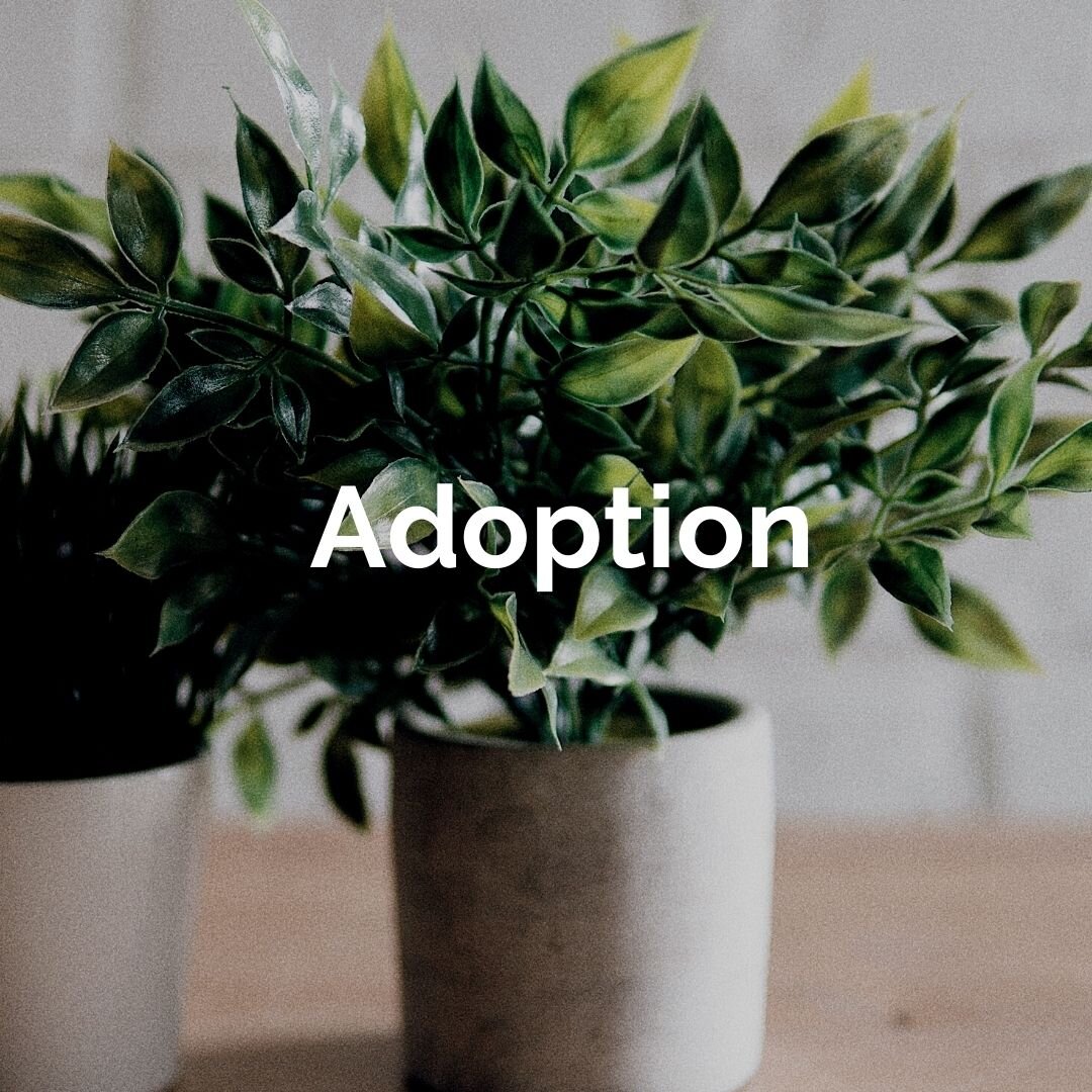 adoption