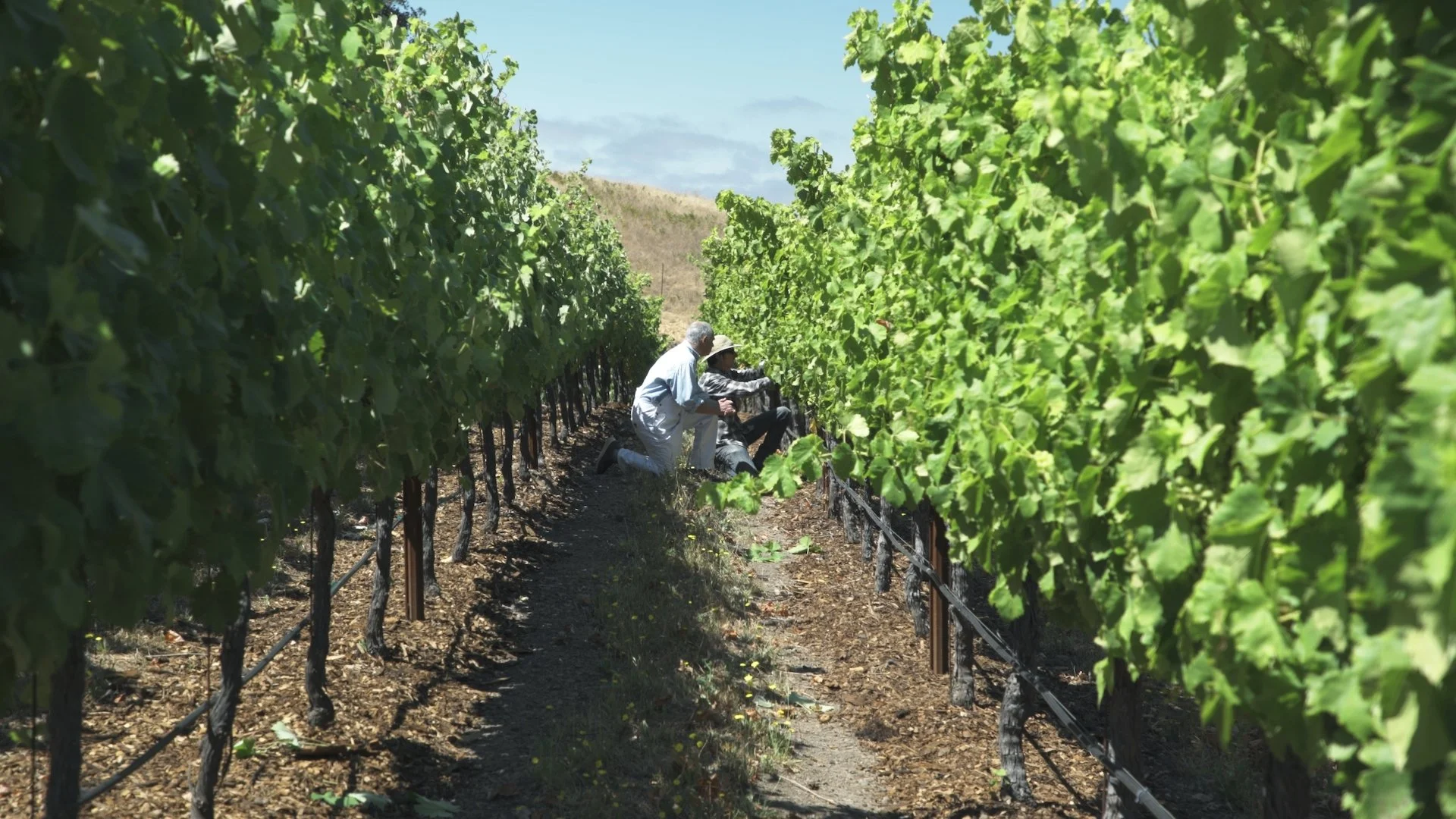 AFF Teams with Patagonia for Living Wine Event