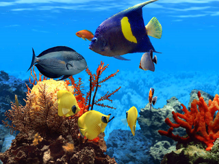 320px-Fish_Life_Virtual_Aquarium_Screenshot.png