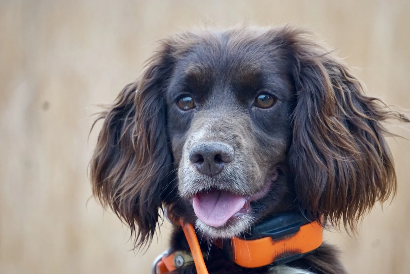 SunSage Sporting Dogs