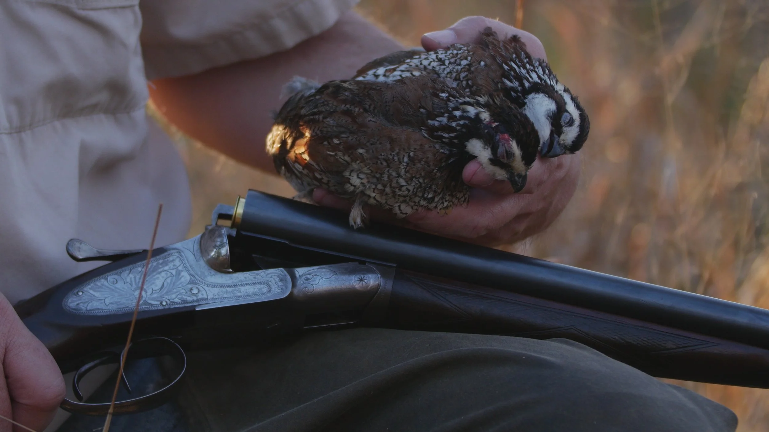 Quail hunting - born to a saddle in the Old South