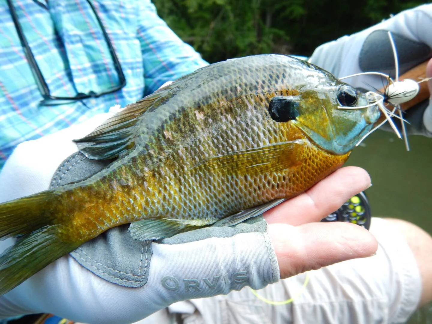 Bluegills on the Talopossa River in Alabama