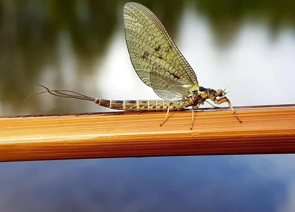 The May Fly Dance