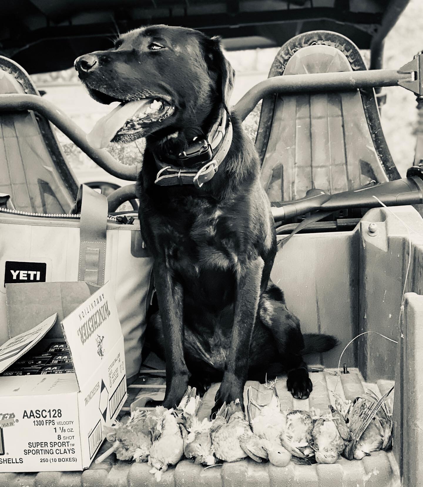 Shilo #dovehunting #dovehuntingalabama #labadorretriever #blacklab #dove #doveseason