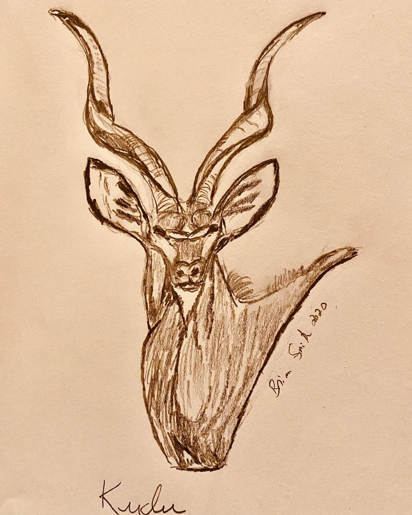 Kudu Sketch #kudu #sketchbook #africa #pencildrawing #pencilsketch #wildlifeart