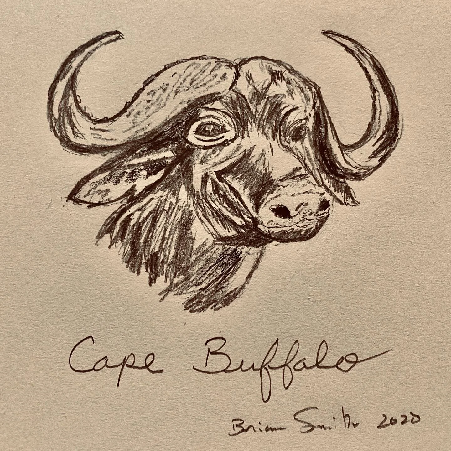 Cape Buffalo #capebuffalo #sketchbook #africa #wildlifeart #duggaboy #sportinglife #africanart #pencildrawing