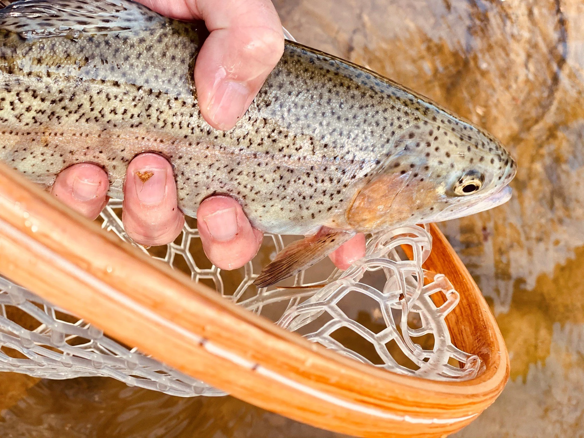 Fly Fishing at Noccalula Falls 