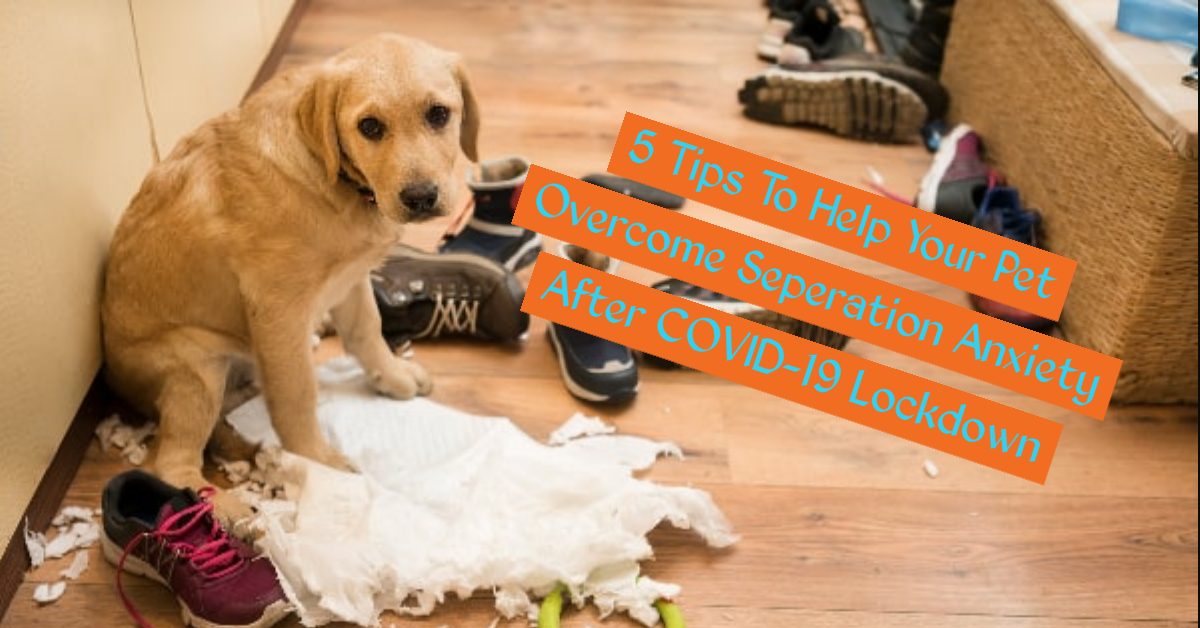 5 Tips To Help Pets After COVID-19 Lockdown — Furbaby Pet Services