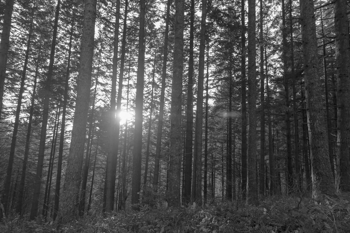forest in the Columbia Gorge as the sun sets.jpg