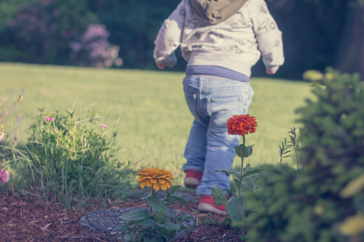 Toddler-age boy runs away from parents through a flower bed.jpg