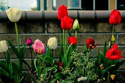 A day in the forest, a day in the city.