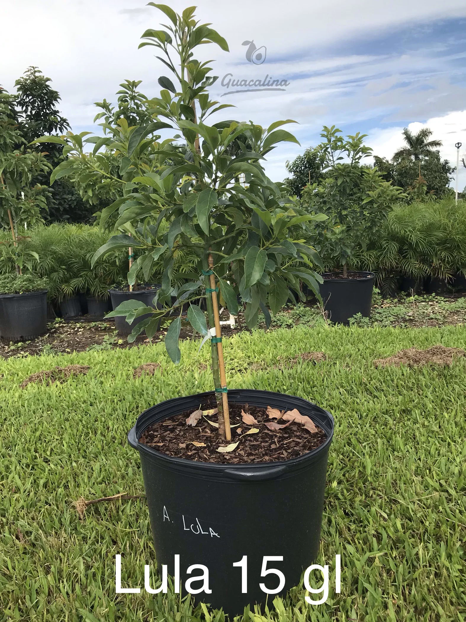 Lula Avocado Trees Guacalina Nursery Broker