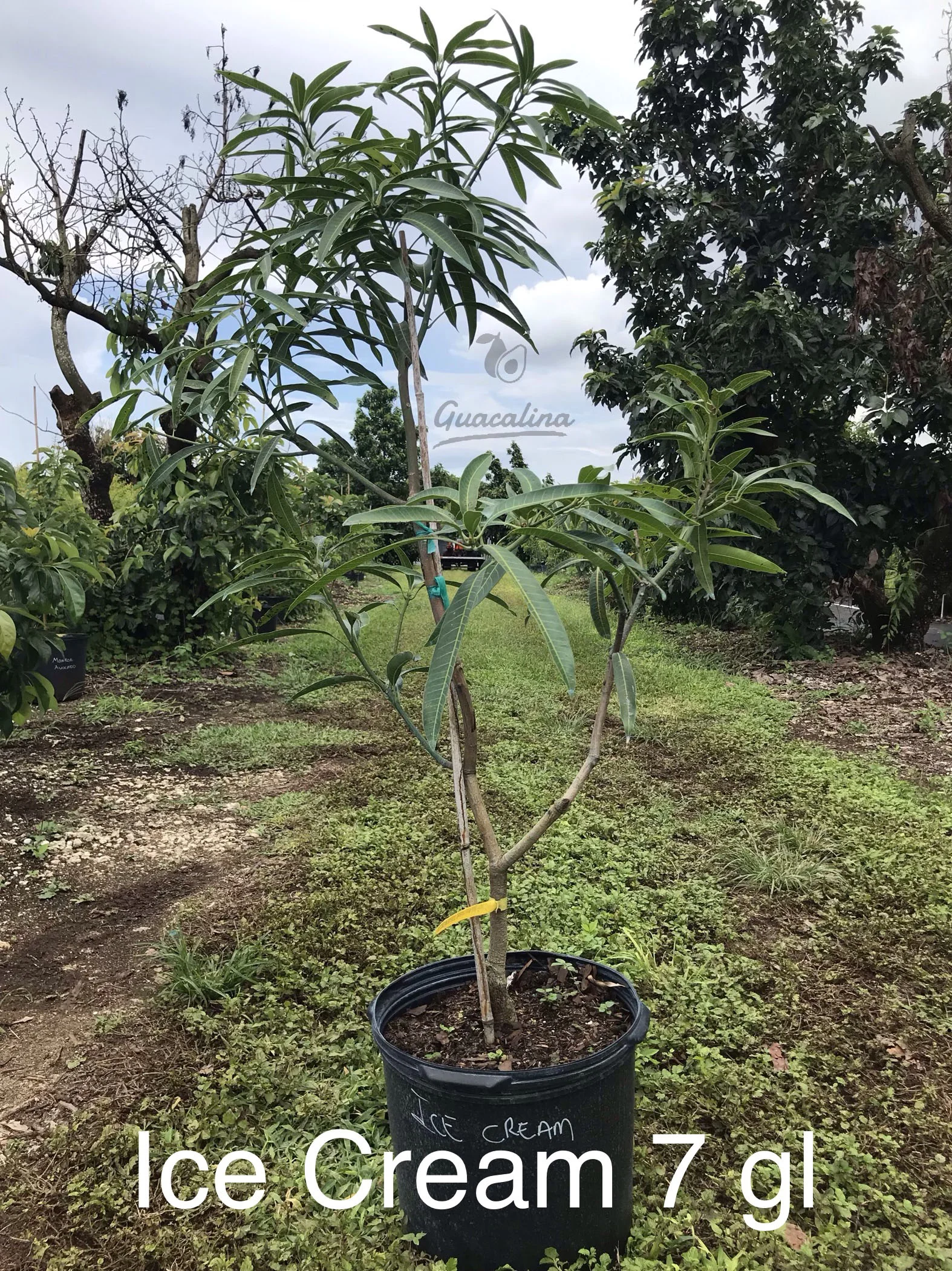 Ice Cream Mango Trees Guacalina Nursery Broker Ice Cream Mango Trees Guacalina Nursery Broker