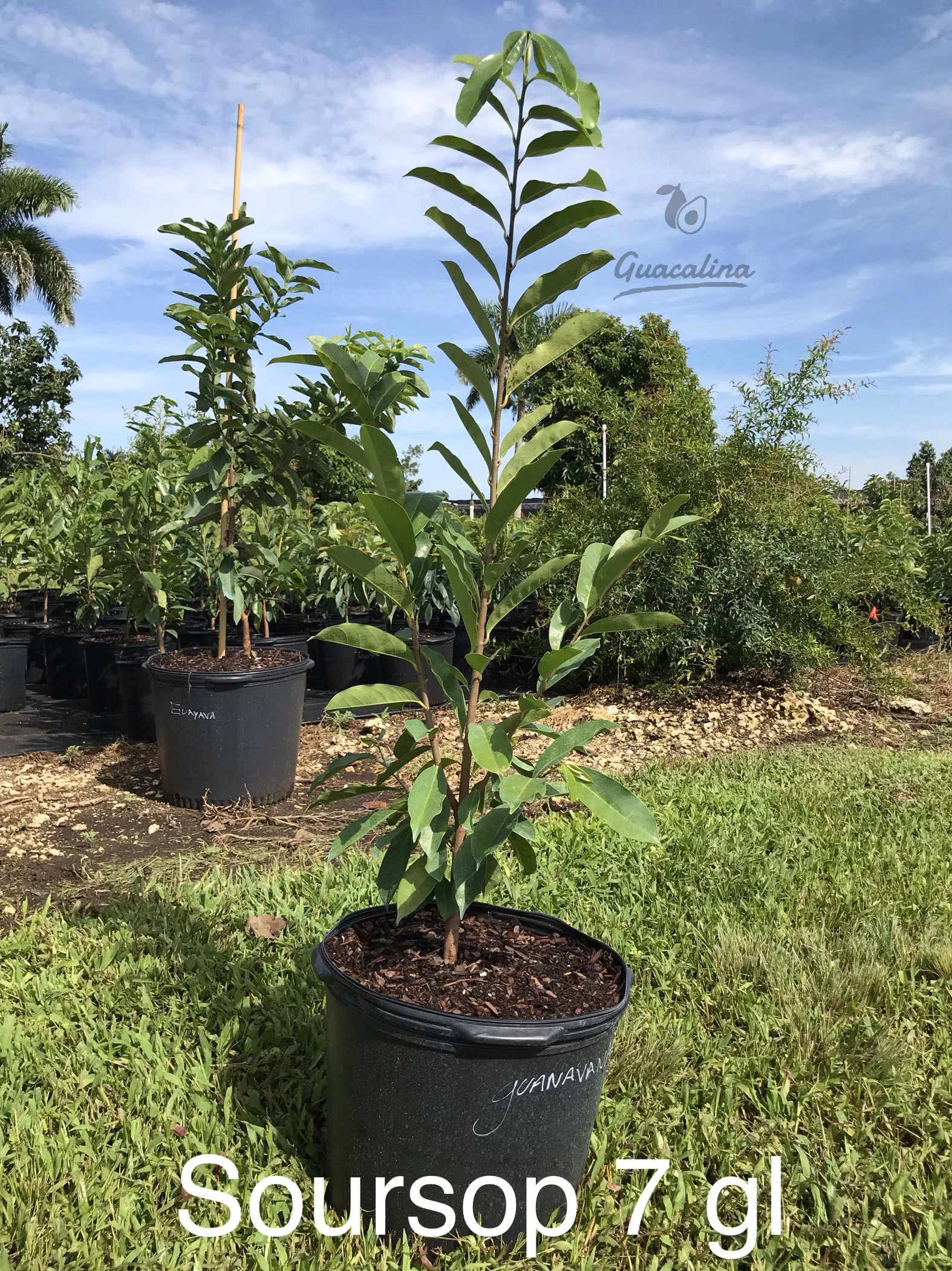 Guanabana (Soursop) Trees — Guacalina Nursery &amp; Broker