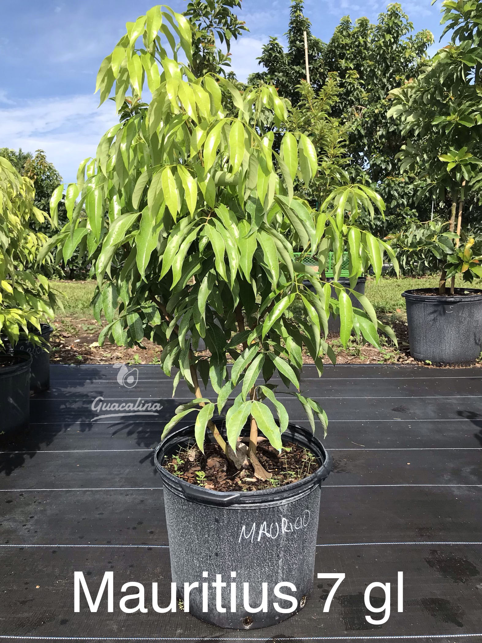 Mauritius Lychee Trees Guacalina Nursery & Broker