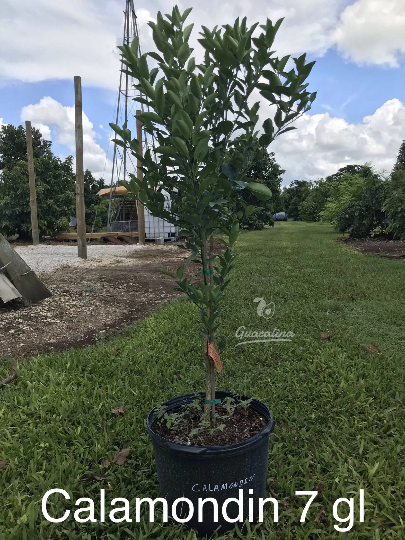 where can you buy a fiddle leaf fig tree The Sill Fiddle Leaf Fig Houseplants, Medium in Cream