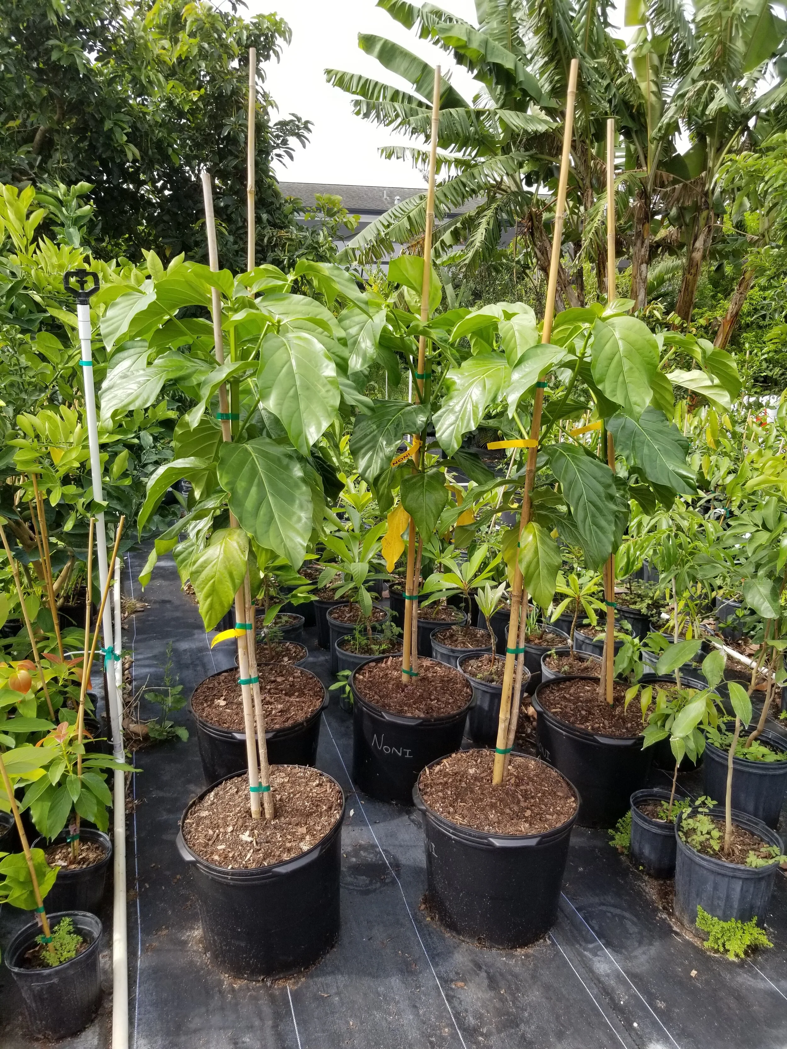 Noni  Guacalina Nursery & Broker