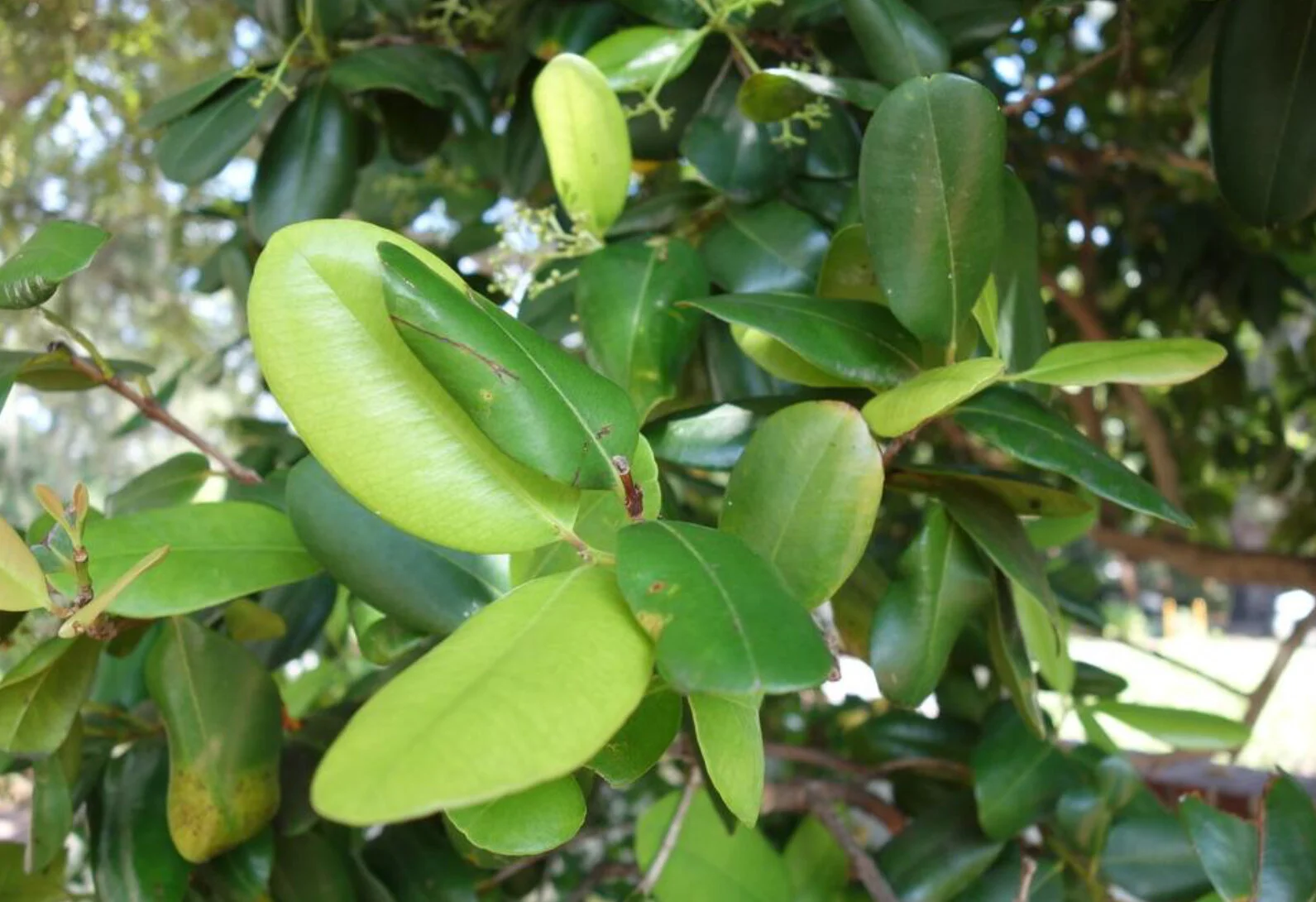 A3D2D611-0E0B-48CA-A2B6-CCA52ED26247