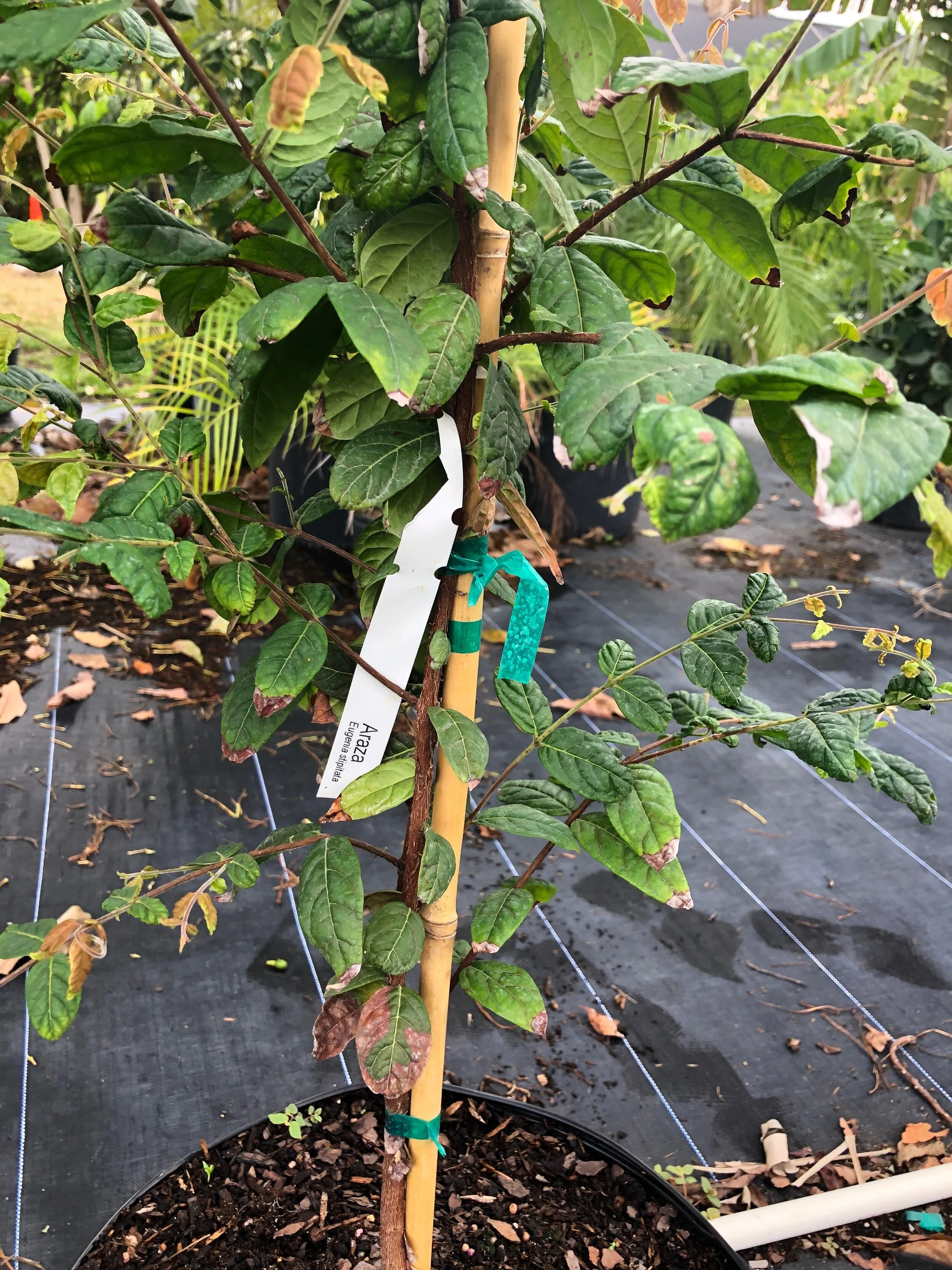 6AE075FD-3246-4DF3-AC4E-2FA77F2EFDDB