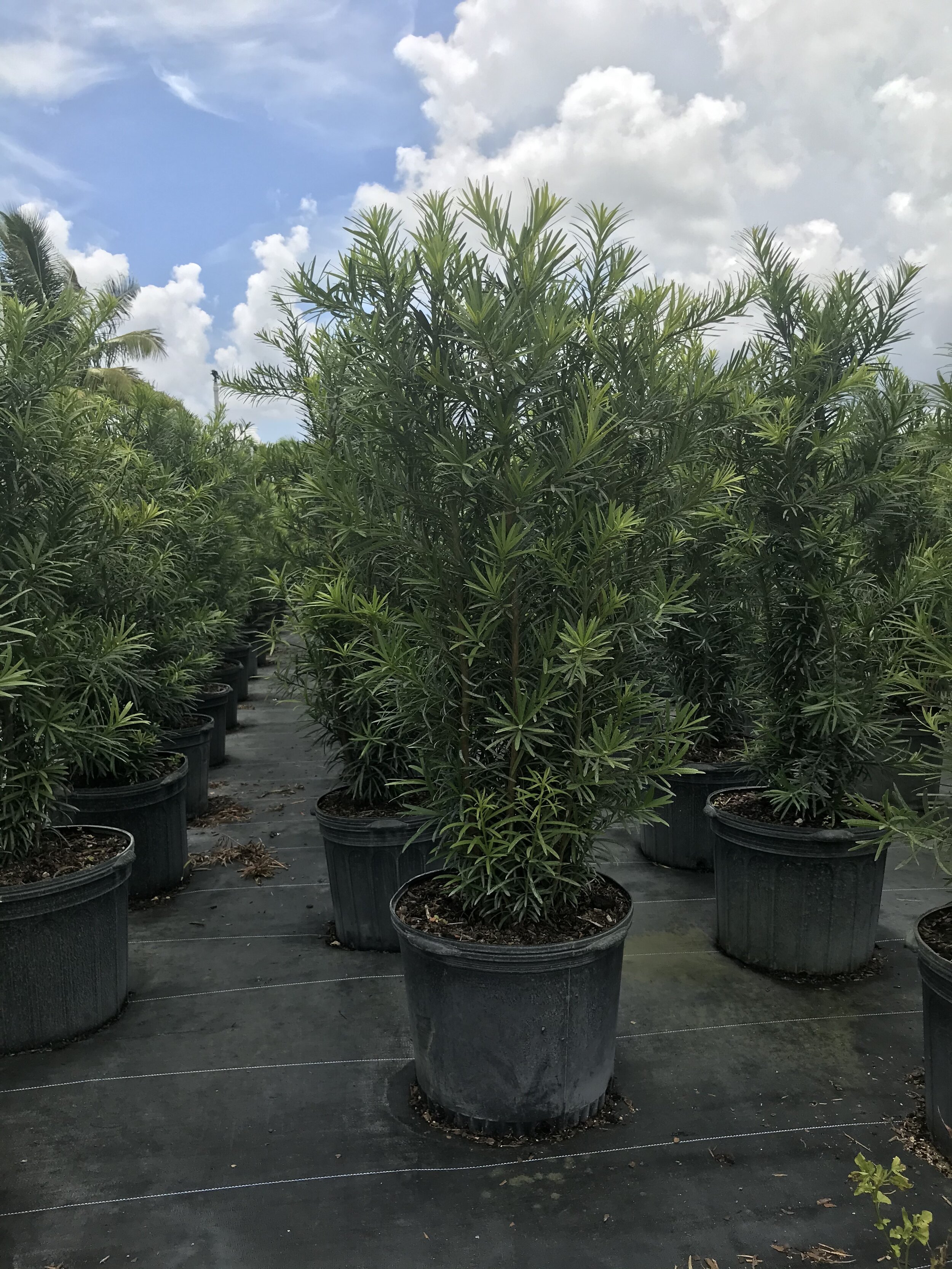 Podocarpus  Guacalina Nursery & Broker