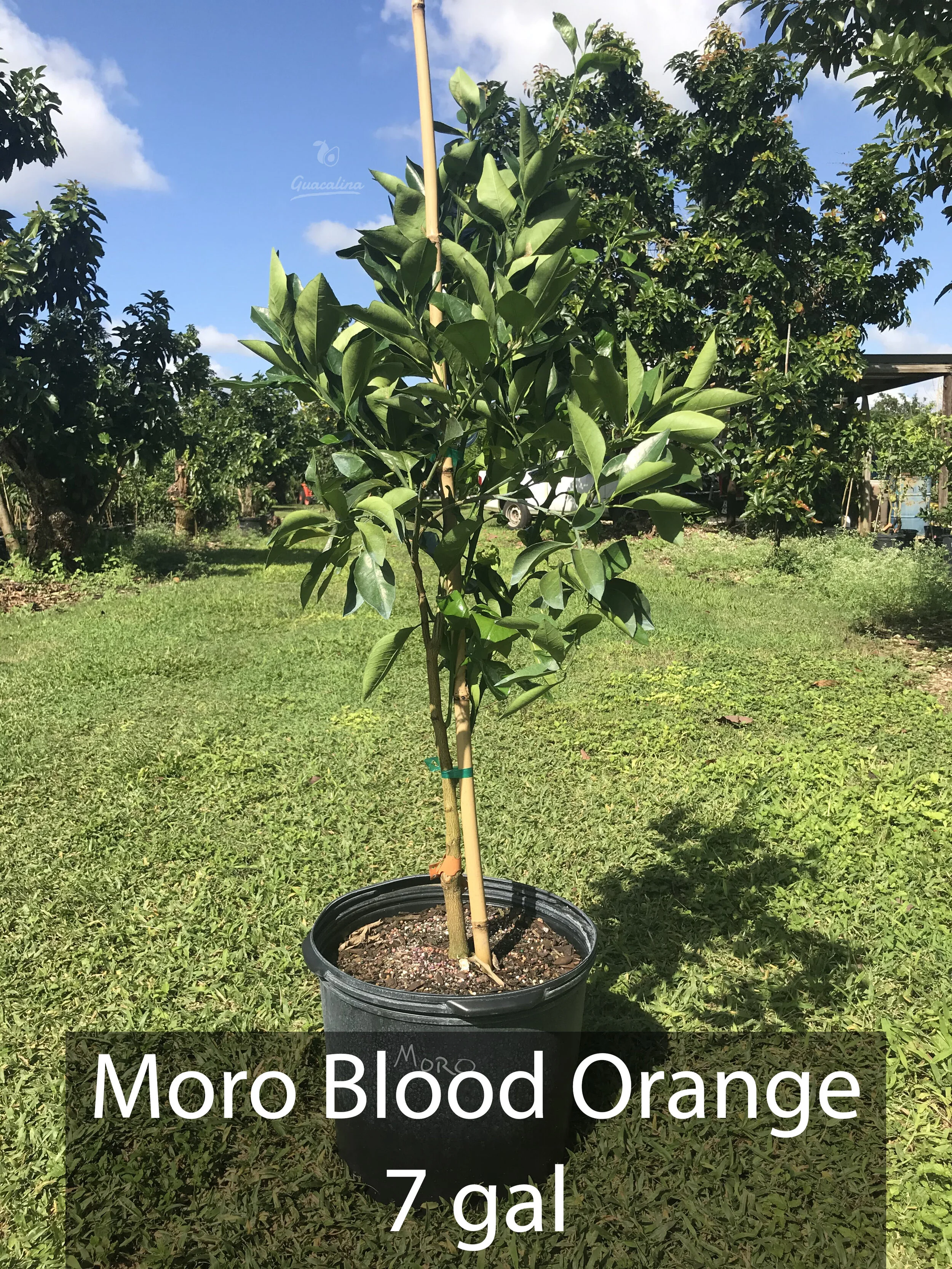 Moro 7 gal.jpg