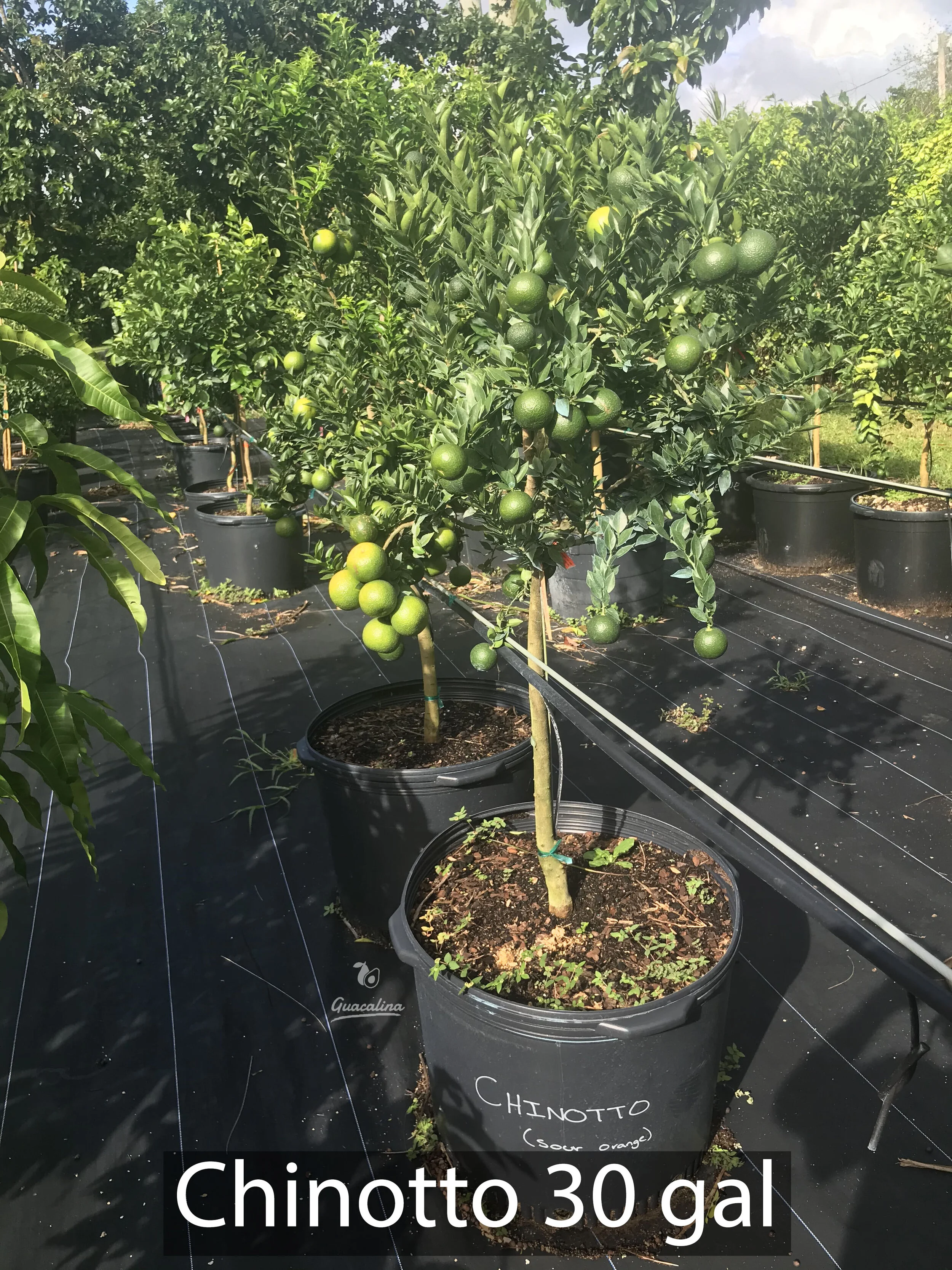 Chinotto Sour Orange  Guacalina Nursery & Broker
