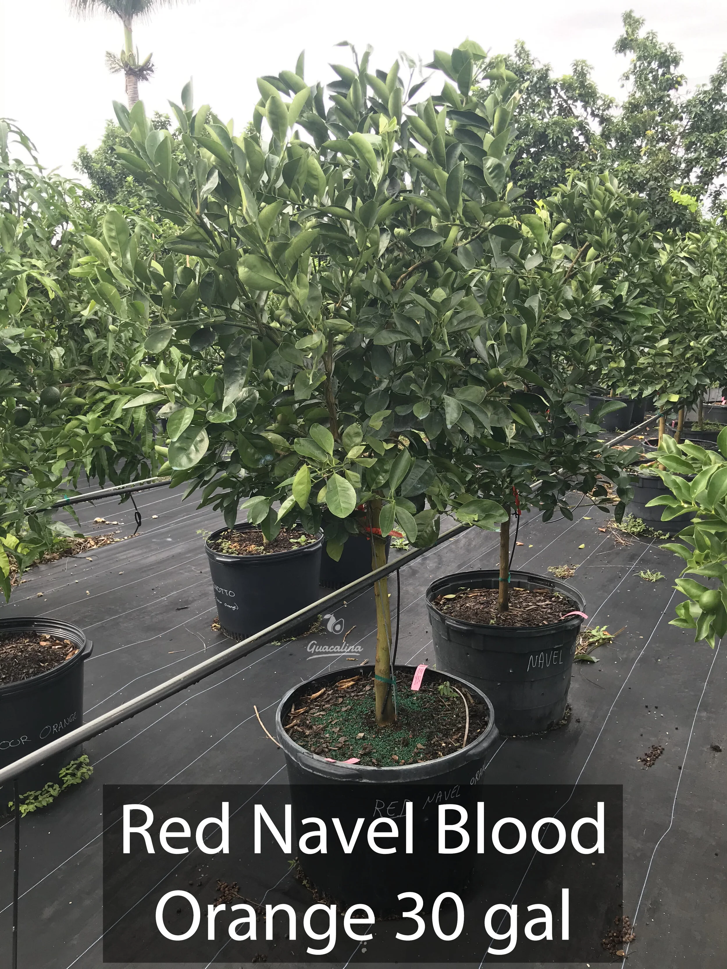 Red Navel Orange 30 gal.jpg