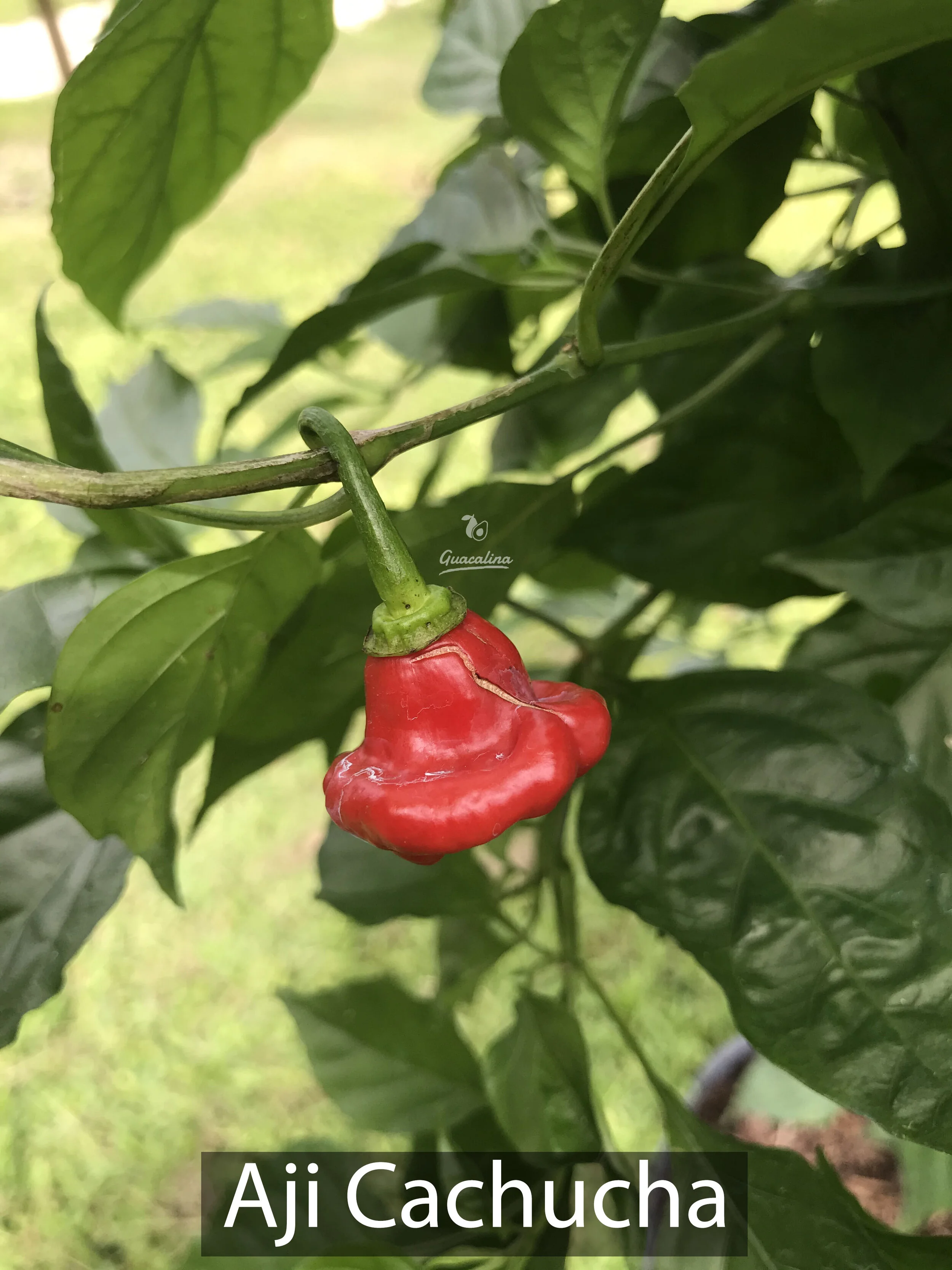 Aji Cachucha Trees Guacalina Nursery Broker
