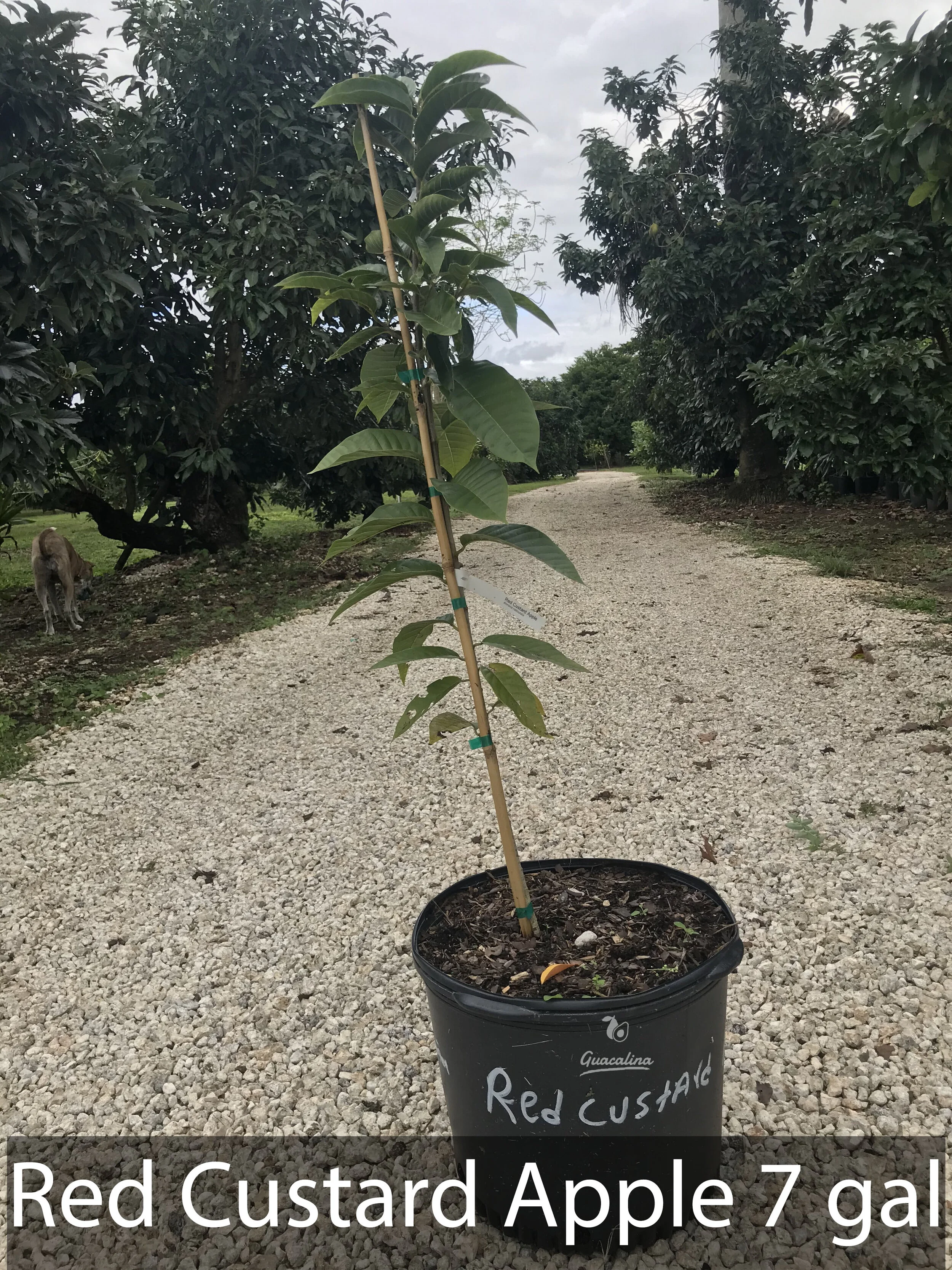 Red Custard Apple (Chirimoya)  Guacalina Nursery & Broker