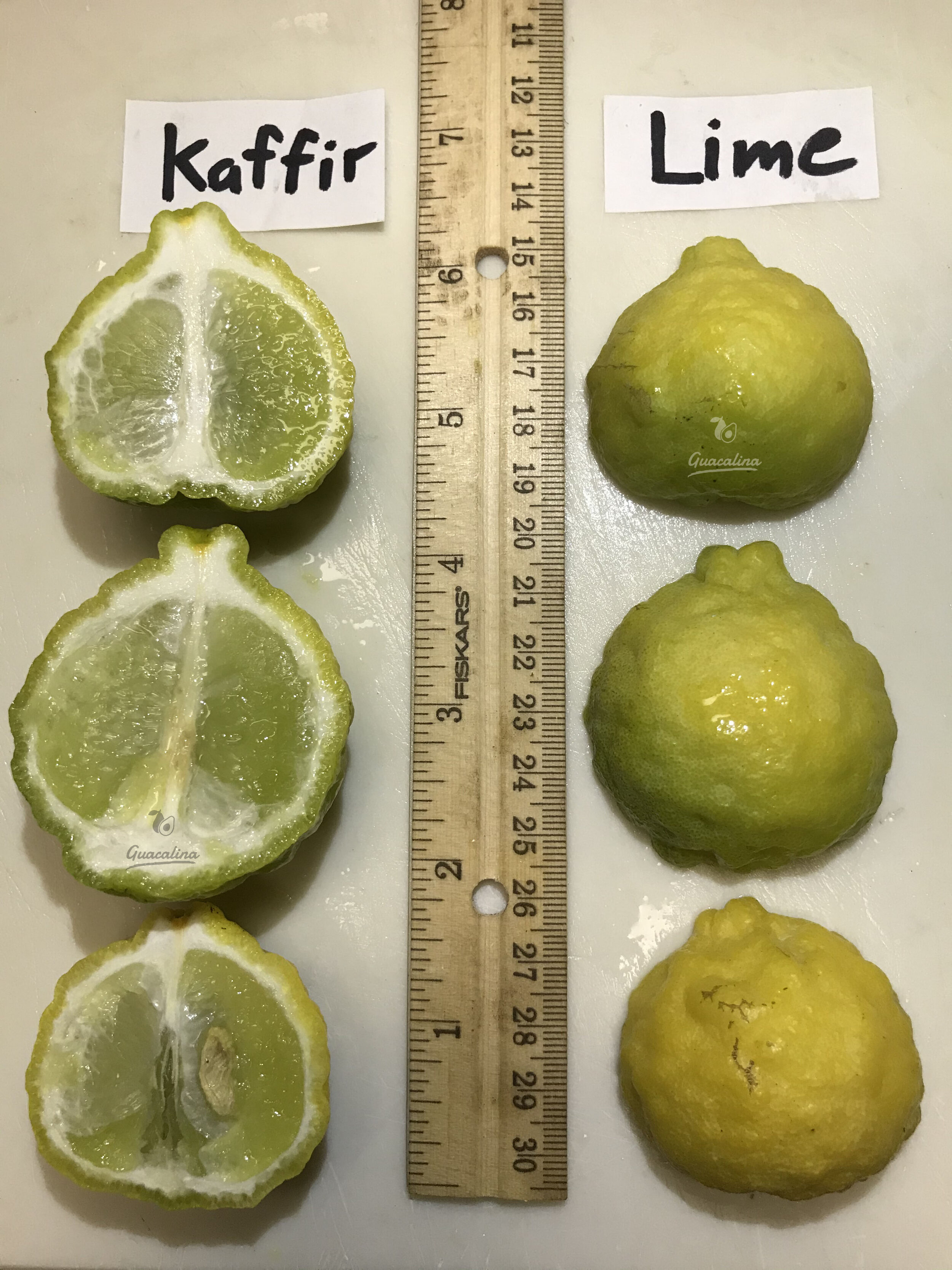 Kaffir Lime.JPG